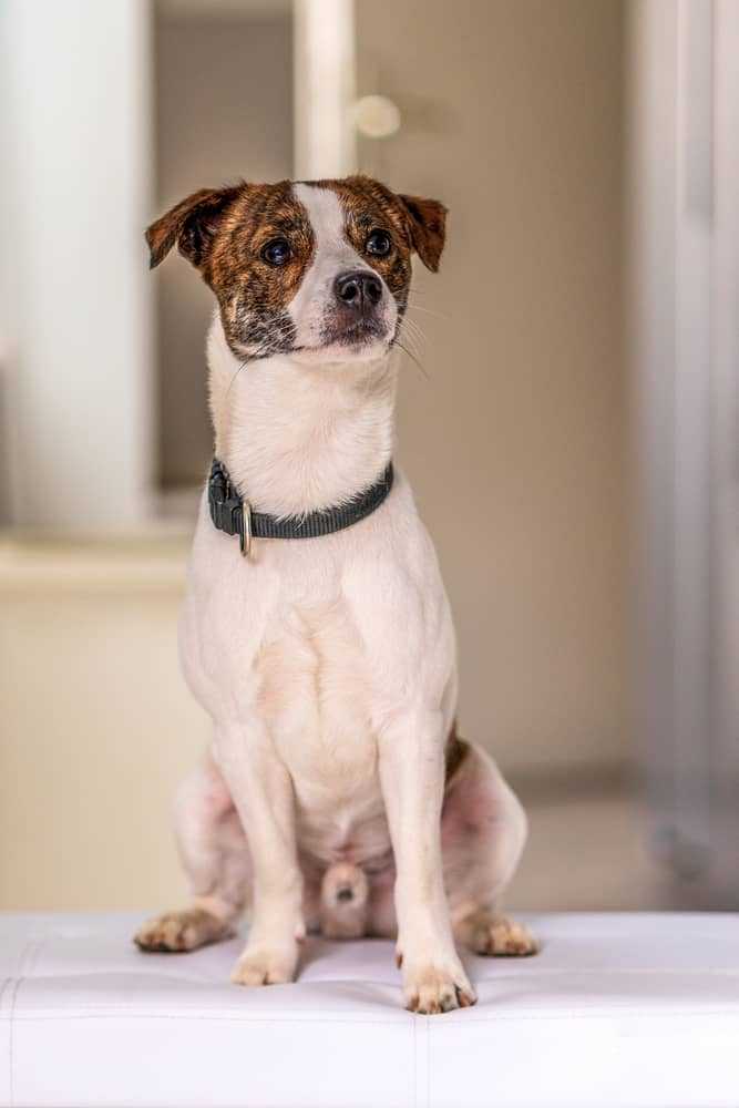 Chihuahua Jack Russel Mix