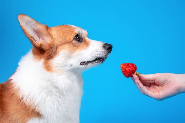 Can Diabetic Dogs eat Strawberries?