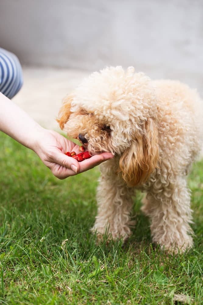 can diabetic dogs eat strawberries