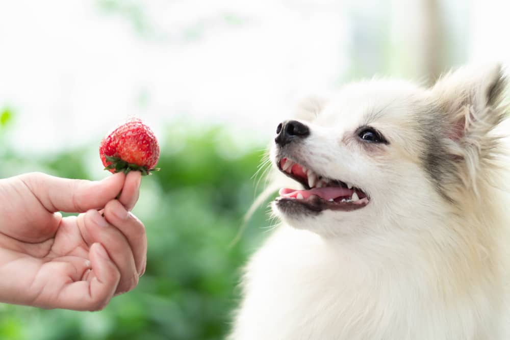 can pregnant dogs eat strawberries