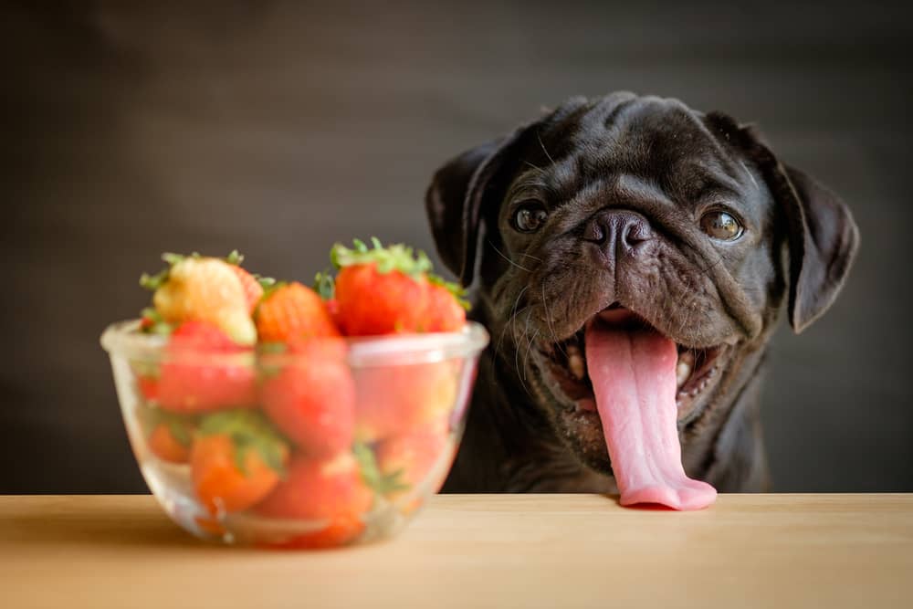 can diabetic dogs eat strawberries