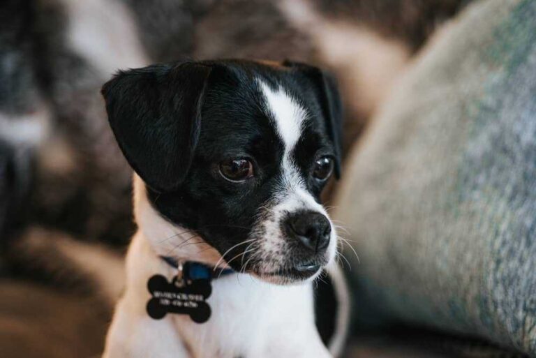 Chihuahua Jack Russel Mix- Ultimate Guide