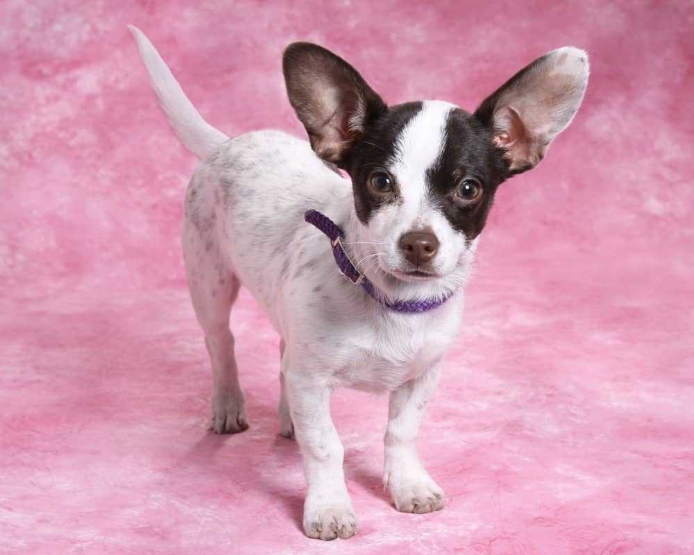 Chihuahua mixed with jack russell terrier