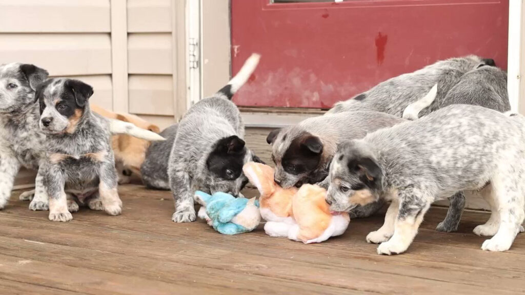 Lancaster puppies dog breeds playing with a soft toy.
