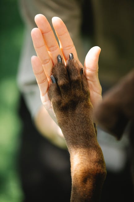 Lancaster puppies - a hand with a dog paw