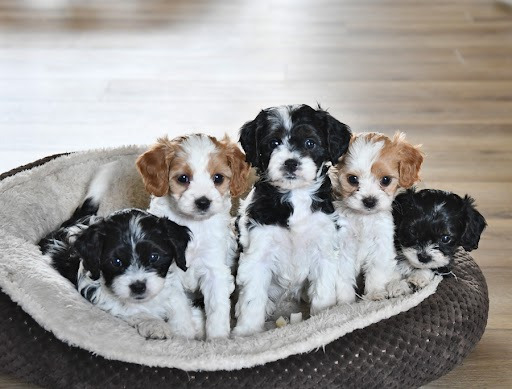 Lancaster puppies on a couch 