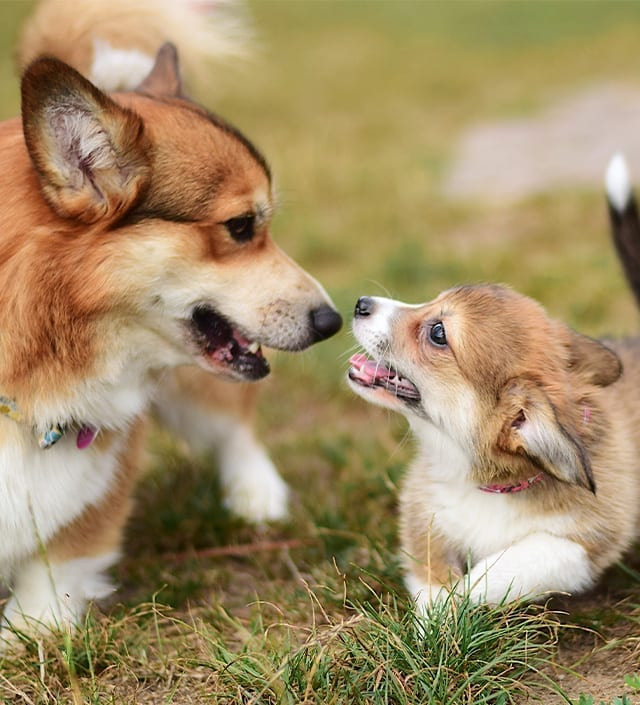 Lancaster puppies - a family picture of keystone puppies 