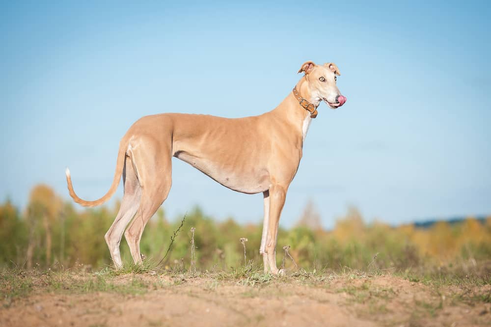 Italian Greyhound Boxer Mix