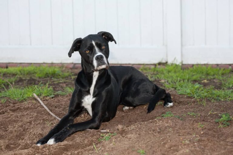 Boxer Greyhound Mix – Ultimate Guide