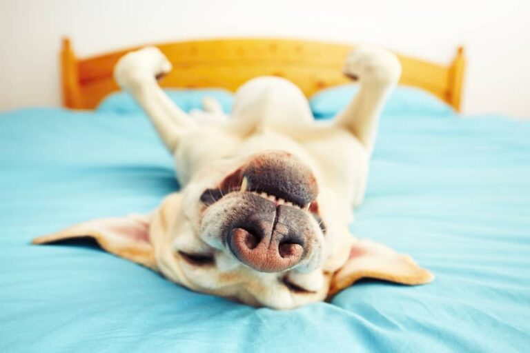 Can Dogs Sleepwalk? Ultimate Guide MetaWoofs
