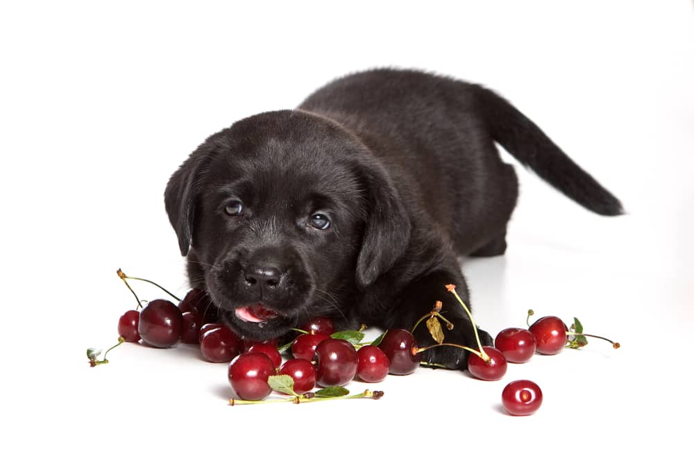 Can Dogs have Cherry Juice?