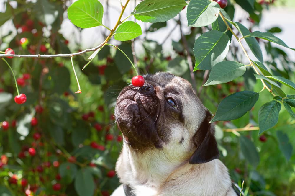 can dogs eat cherries 