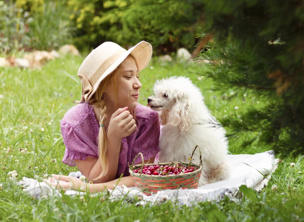 Health benefits of cherries for dogs