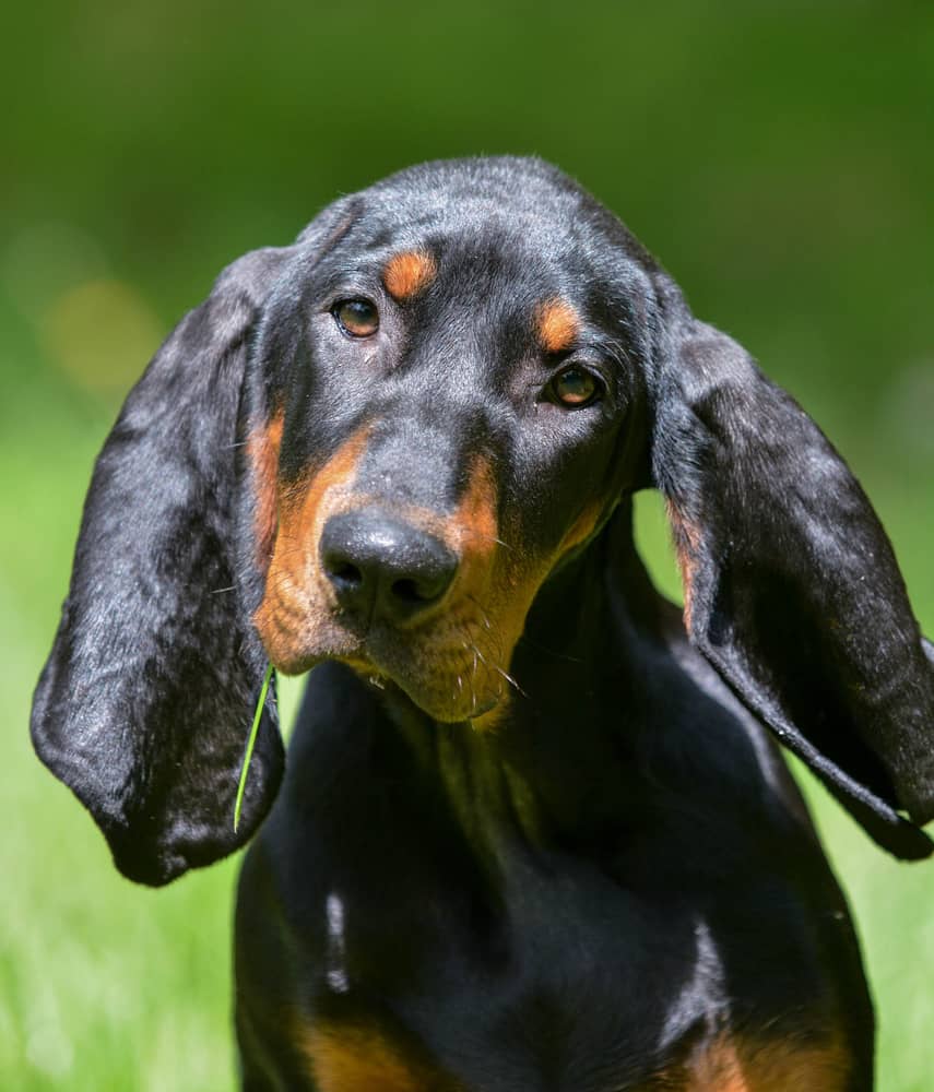 Coonhound Rottweiler Mix Puppy