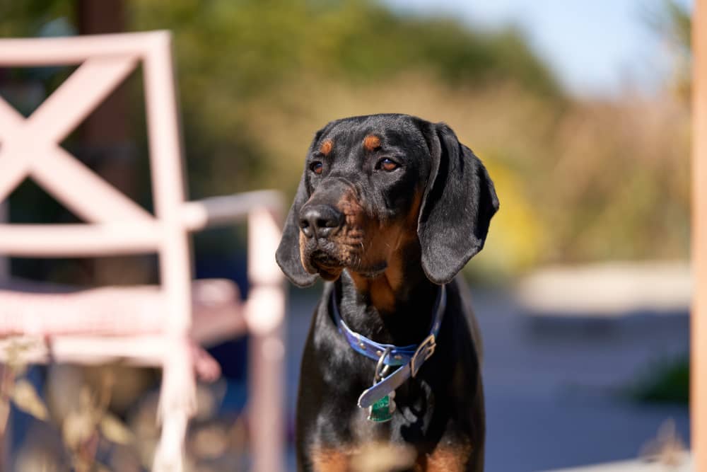 Coonhound Rottweiler Mix Puppy