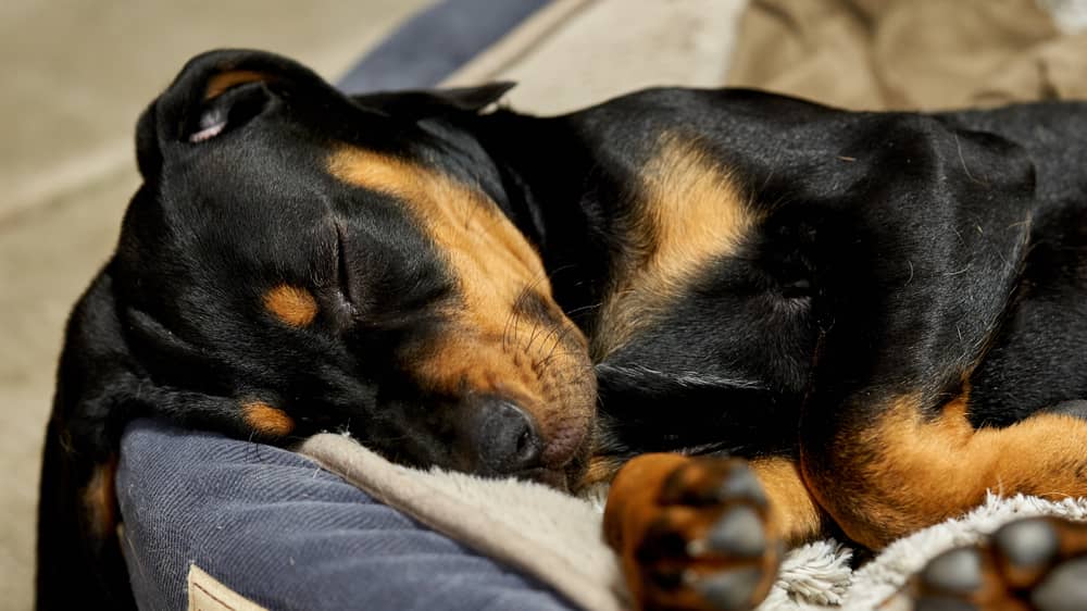 Coonhound Rottweiler Mix