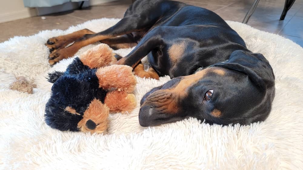 Rottweiler Coonhound Mix