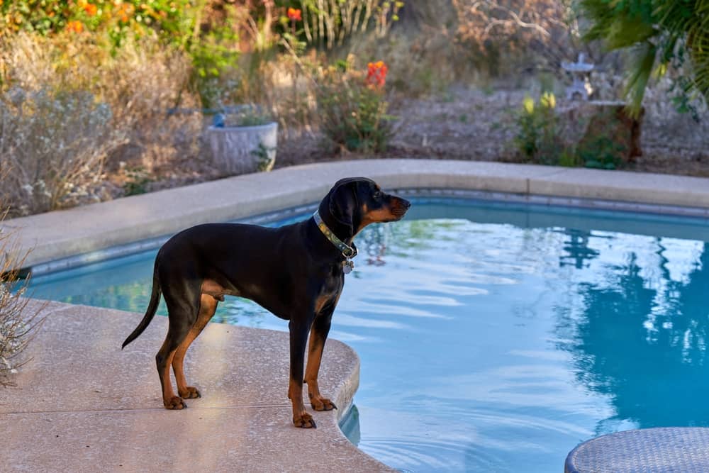 Rottweiler Coonhound Mix