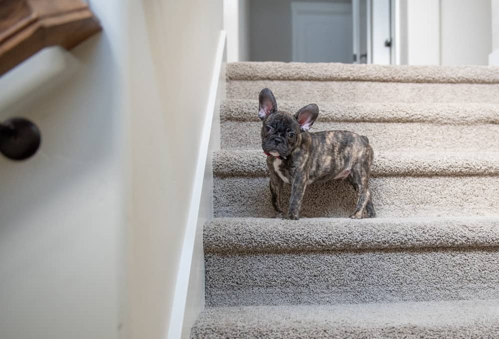 Dog Fell Down stairs but seems Fine.