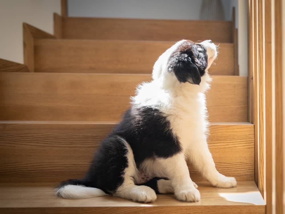 Dog Fell Down stairs but seems Fine