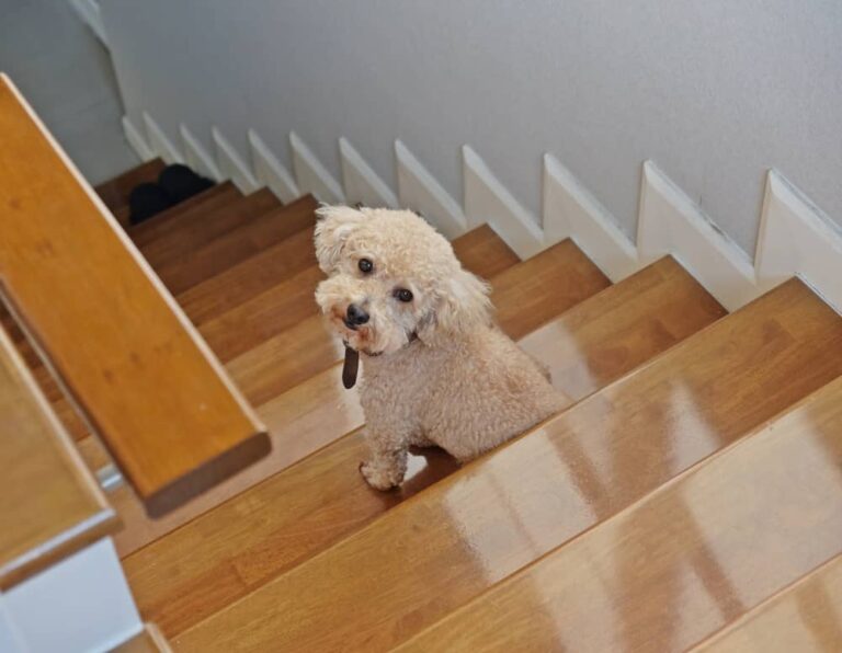 Dog Fell Down stairs but seems Fine. – Brilliant Guide