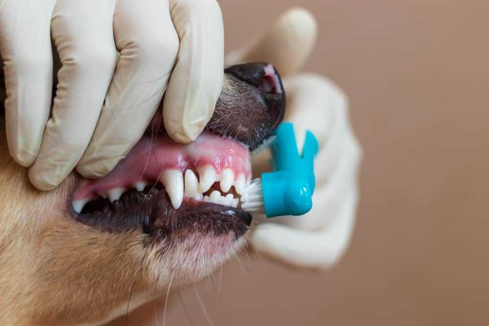  Dental Hygiene for Dogs