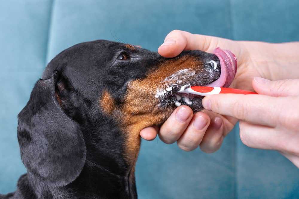 dog's tooth cleaning and brushing