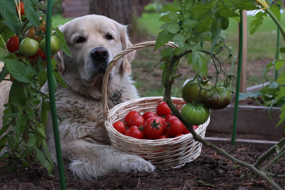 Recipes tomatoes Recipes for dog's diet