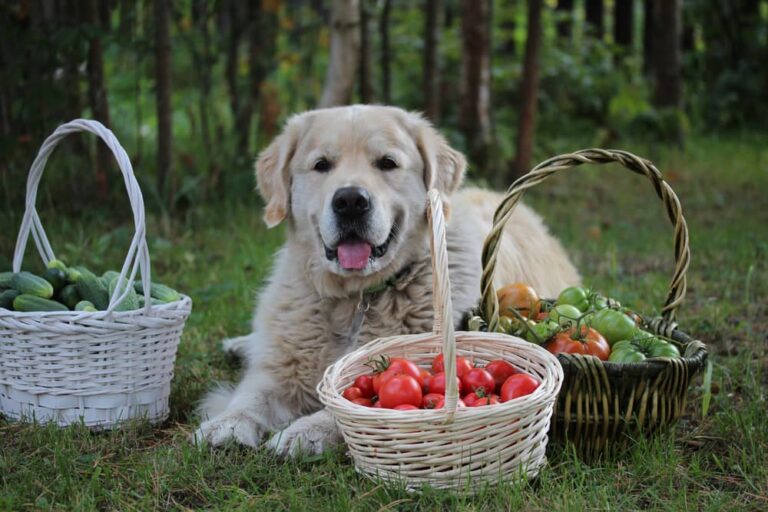 Can Dogs Eat Sun-Dried Tomatoes? – The Ultimate Guide