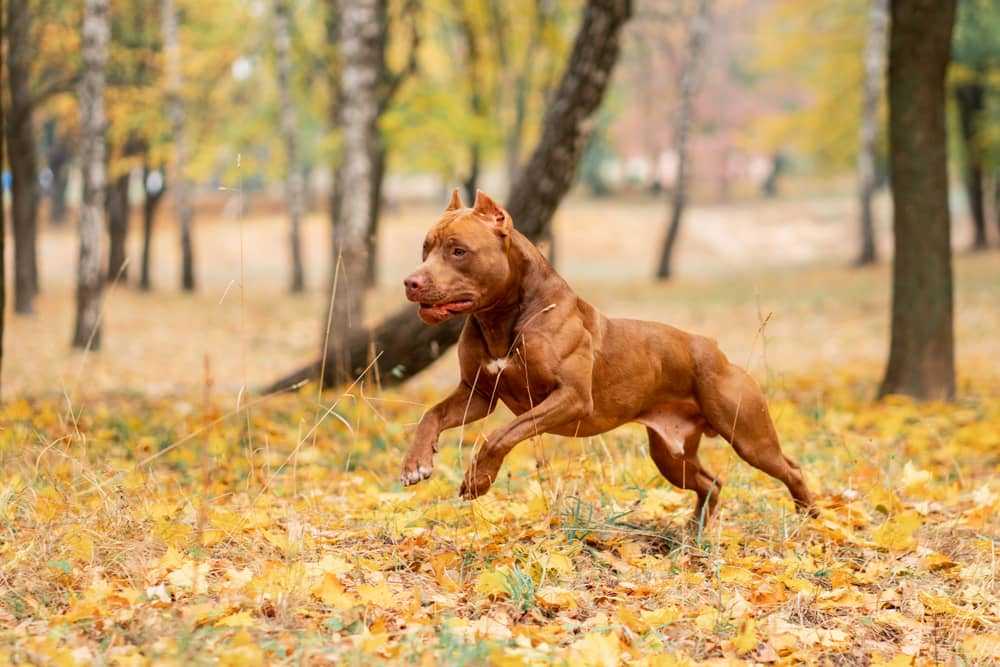 Long Haired Pitbull