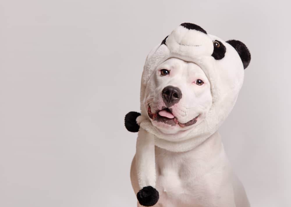 dalmatian pitbull mix