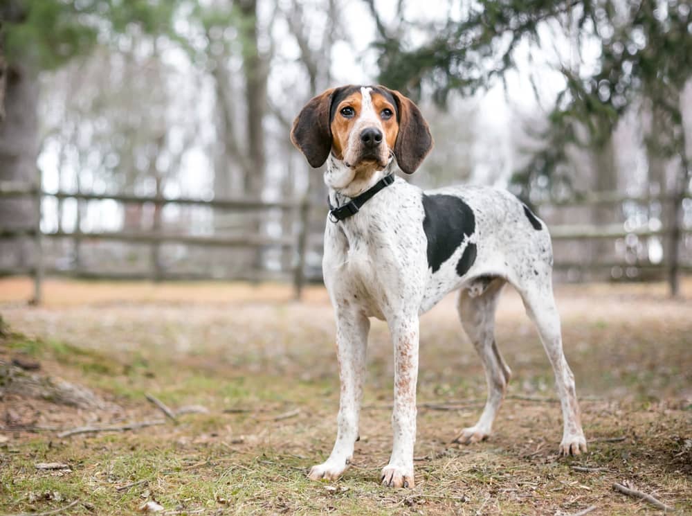 Beagle Treeing Walker Coonhound Mix