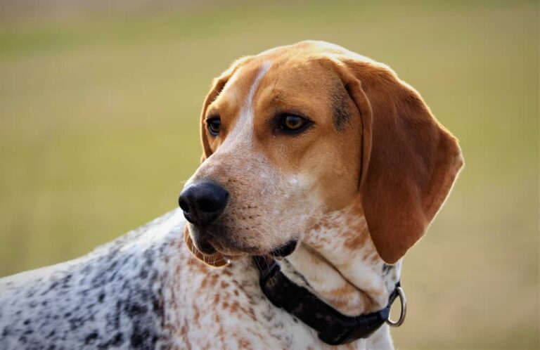 Coonhound Mix – Ultimate Guide