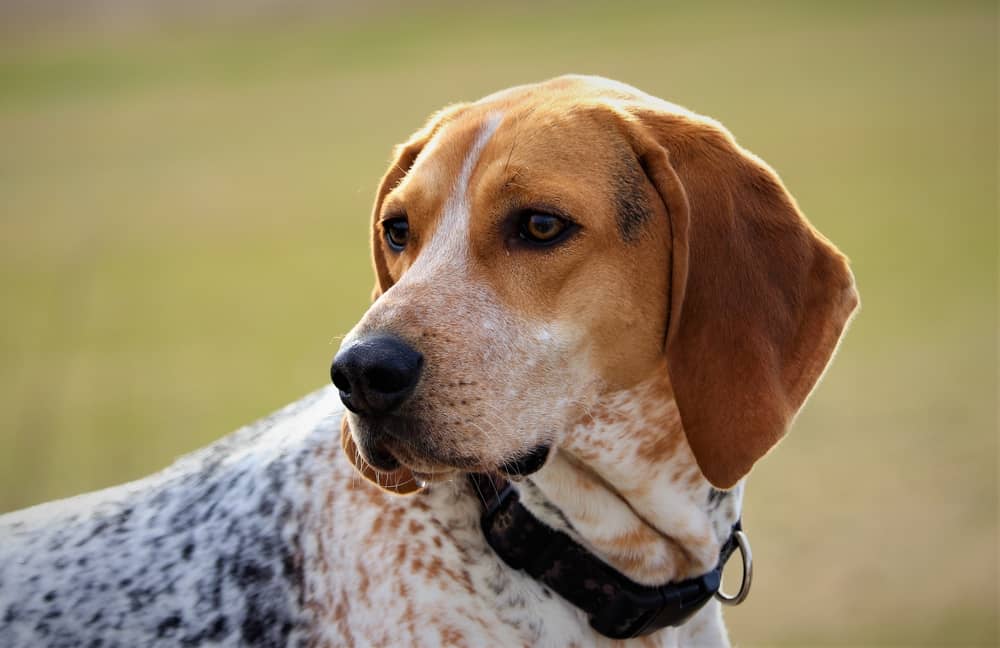 Coonhound Mix