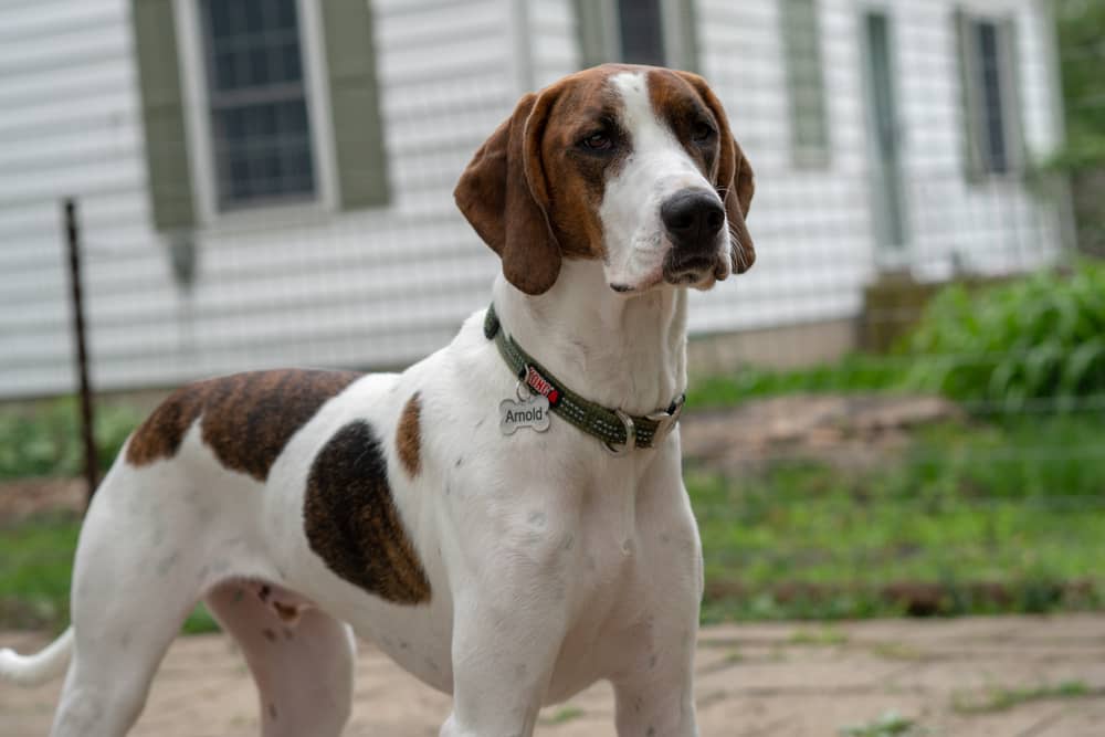 beagle mixed with coonhound 