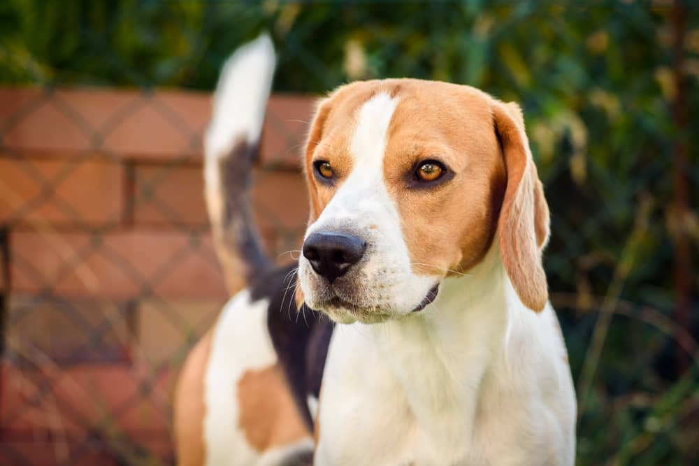 beagle mixed with coonhound
