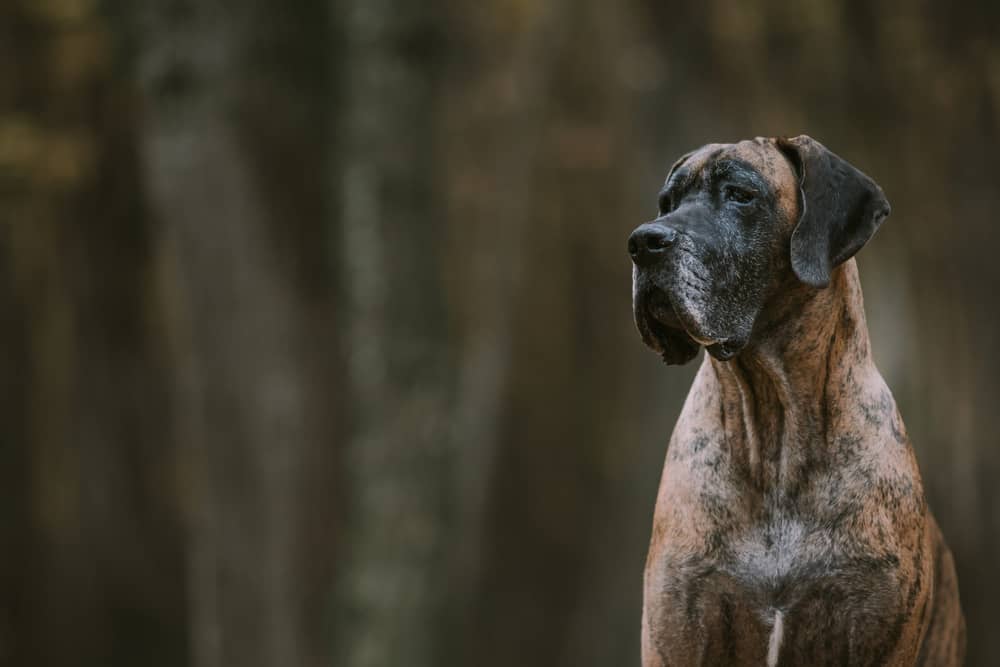 corgi and great dane mix