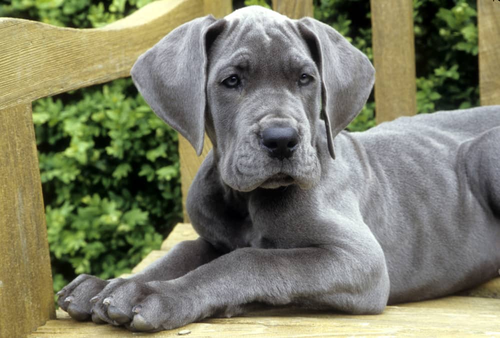 great dane mixed with corgi