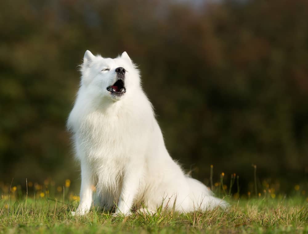 dog howling in sleep