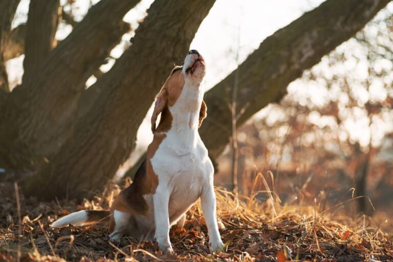 Dog Howling in Sleep – Ultimate Guide