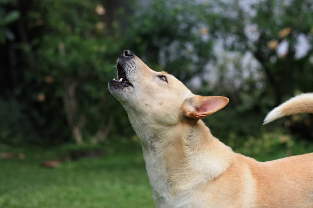 dog howls in sleep