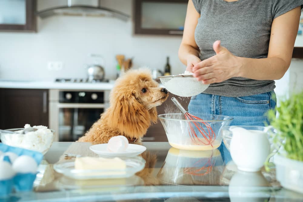 Homemade Dog Food for Dogs with Allergies