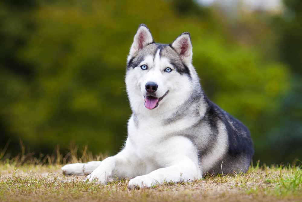 shih tzu mixed with husky