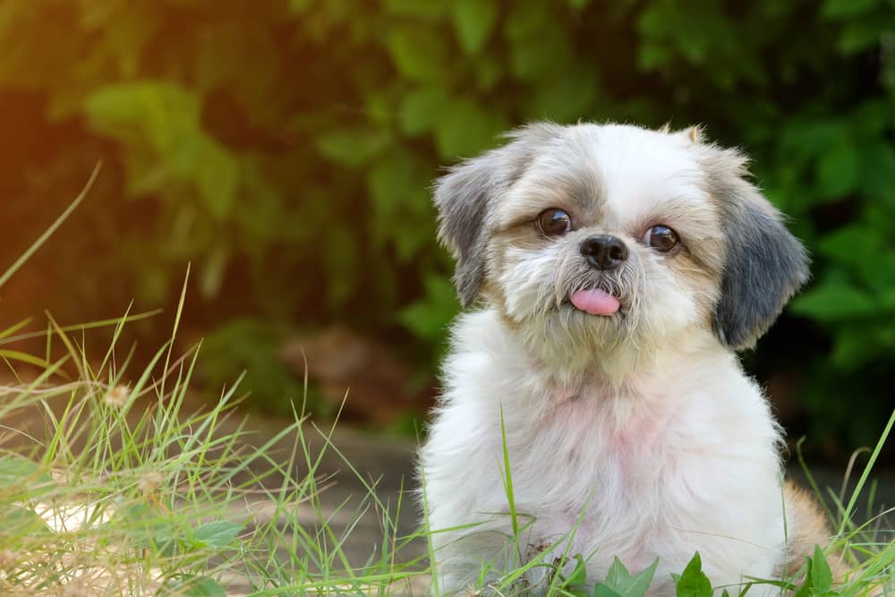 Shih Tzu Husky Mix