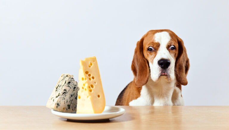 Can Dogs Eat Provolone Cheese? – Amazing Guide