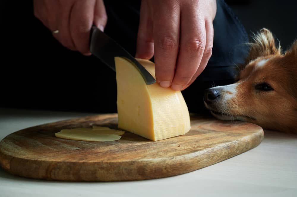 Can Dogs Eat Provolone Cheese? - Amazing Guide - MetaWoofs