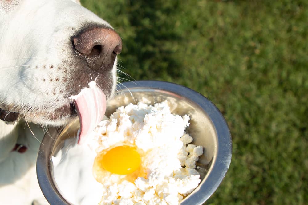 Can Dogs Eat Ricotta Cheese?