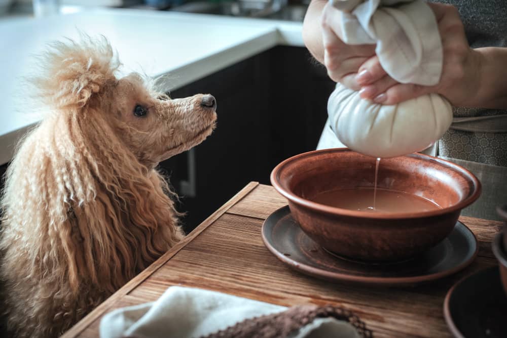 can dogs have ricotta cheese