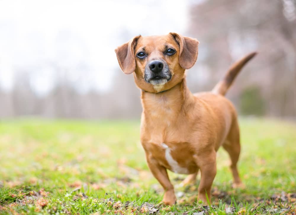 Beagle Chihuahua Dachshund Mix 