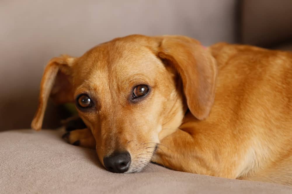 Beagle Chihuahua Dachshund Mix 